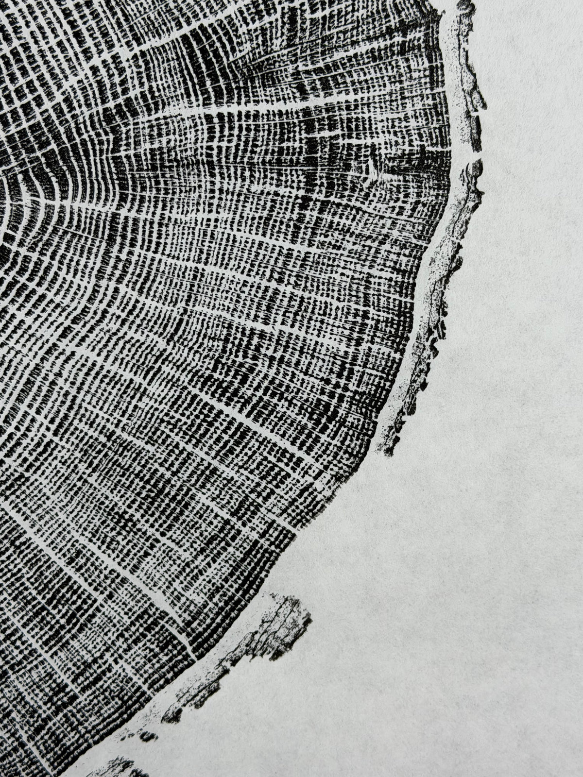 GrilloWoodPrint aus Eichenholz, handgedruckt mit einer schwarzen Relief-Ink-Mischung auf hochwertigem Papier. Im schwarzen Holzrahmen.