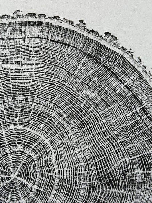 GrilloWoodPrint aus Eichenholz, handgedruckt mit einer schwarzen Relief-Ink-Mischung auf hochwertigem Papier. Im schwarzen Holzrahmen.
