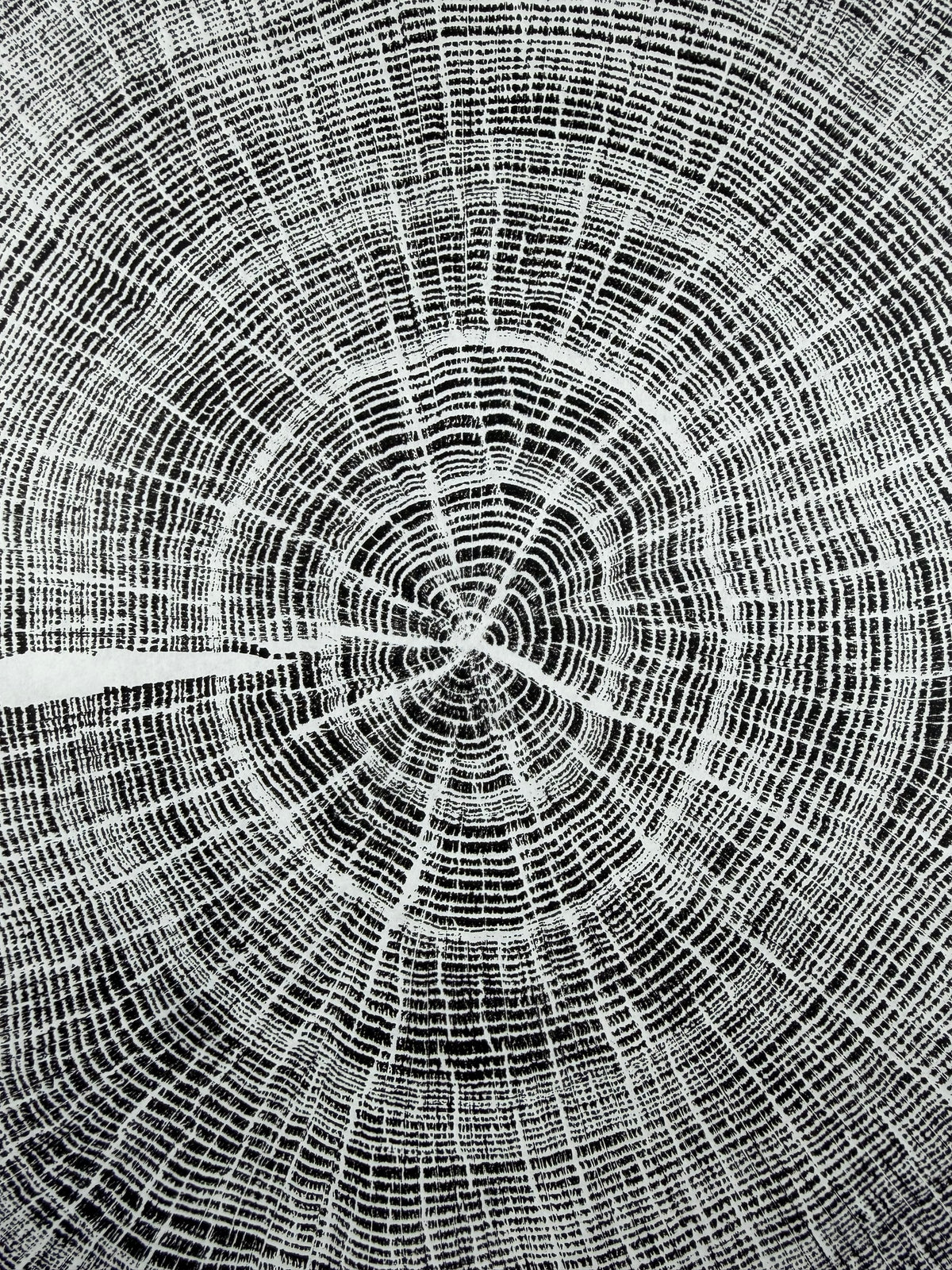 GrilloWoodPrint aus Eichenholz, handgedruckt mit einer schwarzen Relief-Ink-Mischung auf hochwertigem Papier. Im schwarzen Holzrahmen.