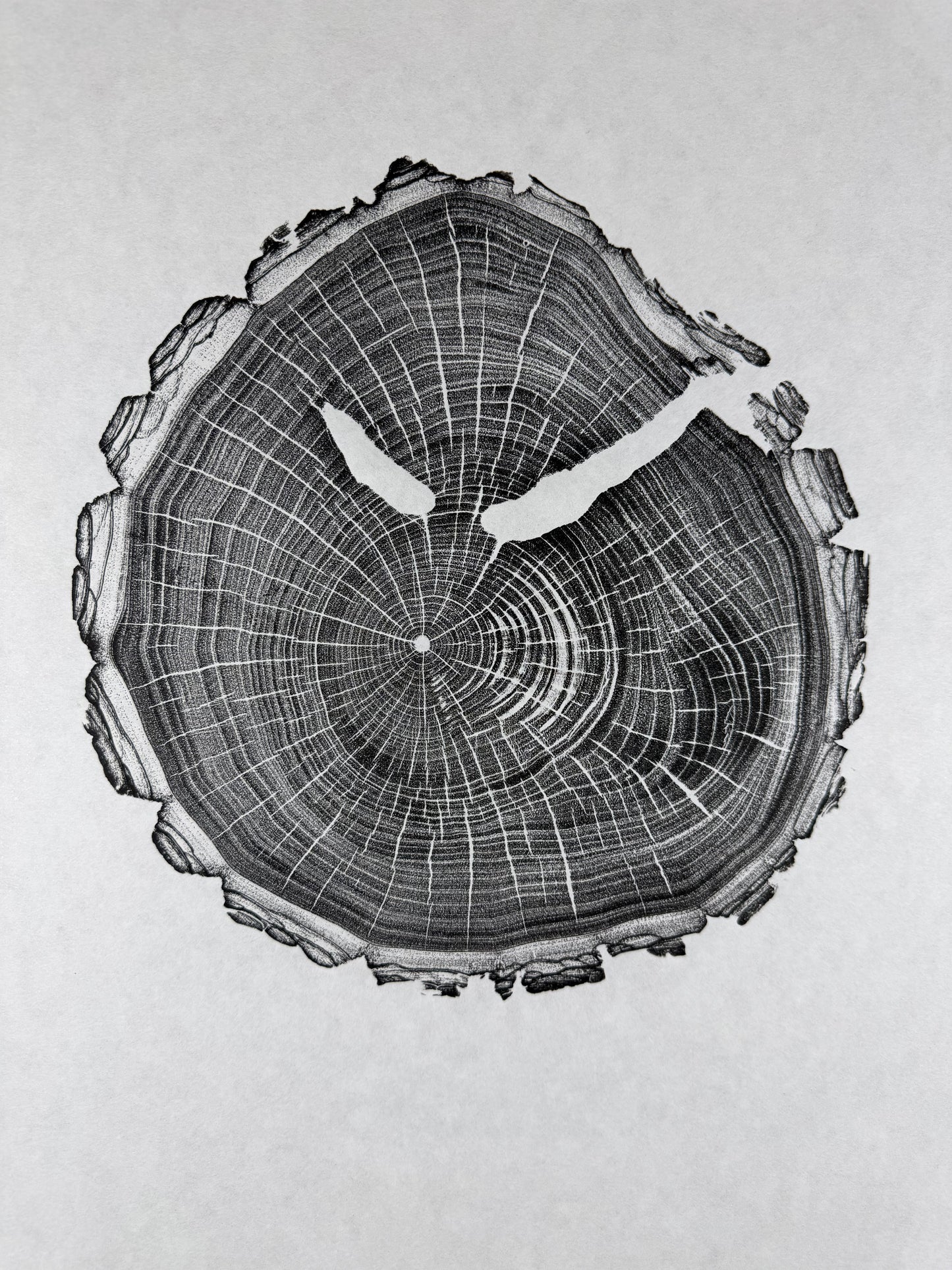 GrilloWoodPrint aus Nussbaumholz, handgedruckt mit einer schwarzen relief ink Mischung.