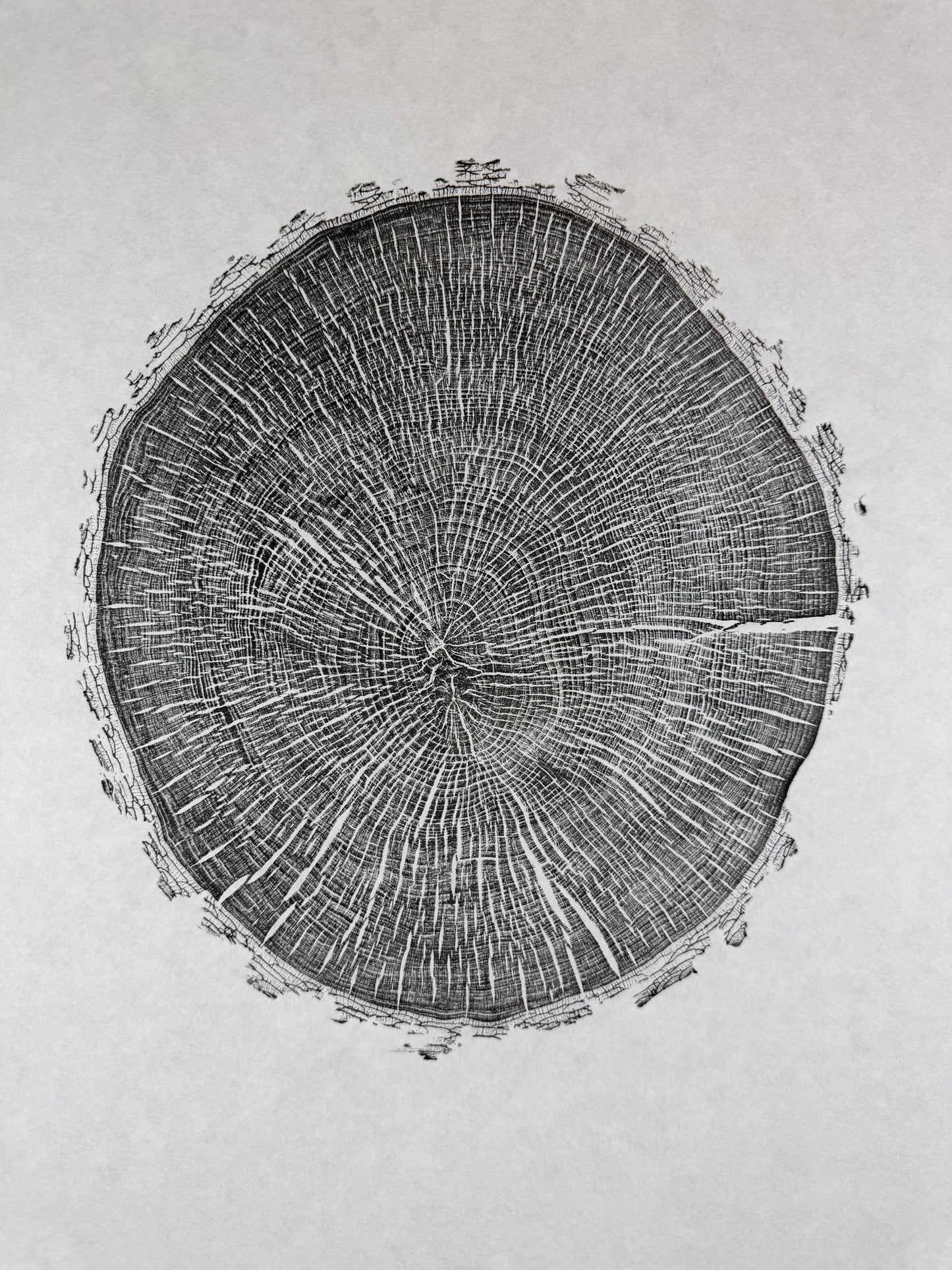 GrilloWoodPrint aus Eschenholz, handgedruckt mit einer schwarzen relief ink Mischung.