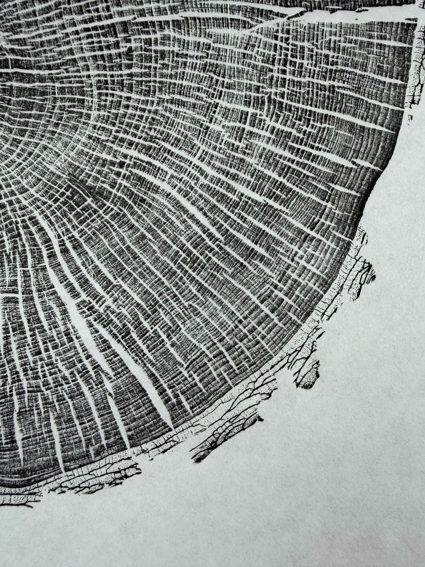 GrilloWoodPrint aus Eschenholz, handgedruckt mit einer schwarzen relief ink Mischung.