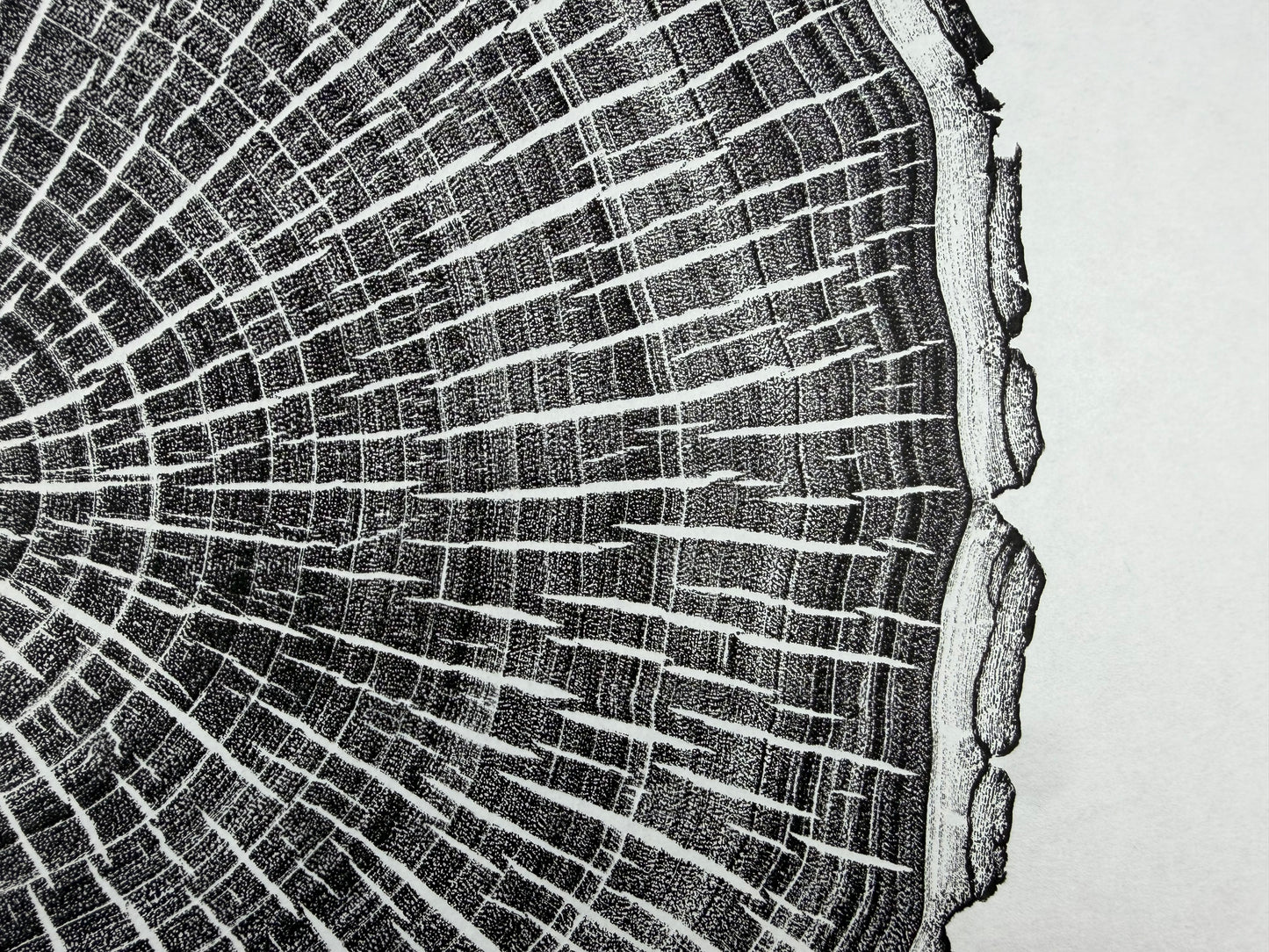 Schwarz und weiß GrilloWoodPrint aus Kirschholz, handgedruckt mit einer schwarzen Relief-Ink-Mischung auf hochwertigem Papier.